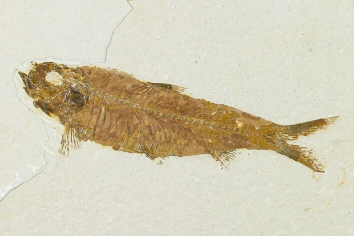 Detailed Fossil Fish (Knightia) - Wyoming #155506